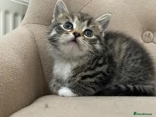 Persian cats Adorable Kittens for Sale - Advert 5
