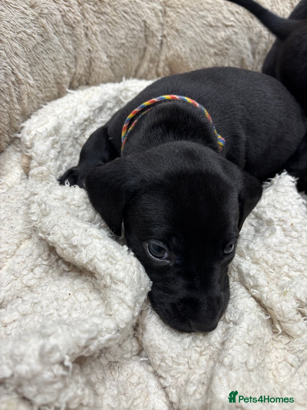 Mixed Breed dogs for sale: Dalmador puppies 3 girls left  - Advert 8