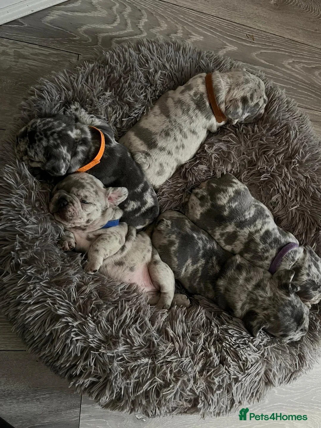 French Bulldog dogs for stud: blue Merle French bulldog stud  in Birmingham - Advert 3