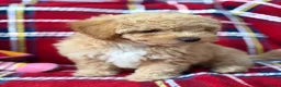 Poochon dogs for sale: Beautiful Teddy Bear Poochon Puppies  - Advert 7