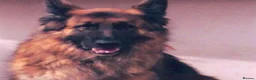 German Shepherd dogs for sale: German Shepherd puppies all colours ready end Aug - Advert 31