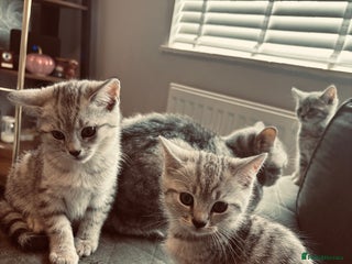 Brazilian Shorthair cats - Advert 4