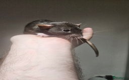 Rat rodents for sale: FREE DUMBO RATS + CAGE - Image 3