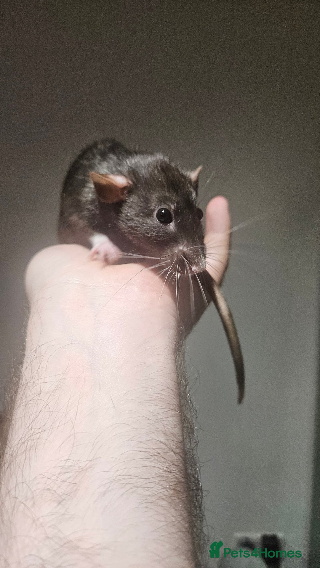 Rat rodents for sale: FREE DUMBO RATS + CAGE - Image 3