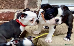 Boston Terrier dogs for sale: 9 BEAUTIFUL BOSTON TERRIER PUPPIES (2 GIRLS LEFT) - Image 17