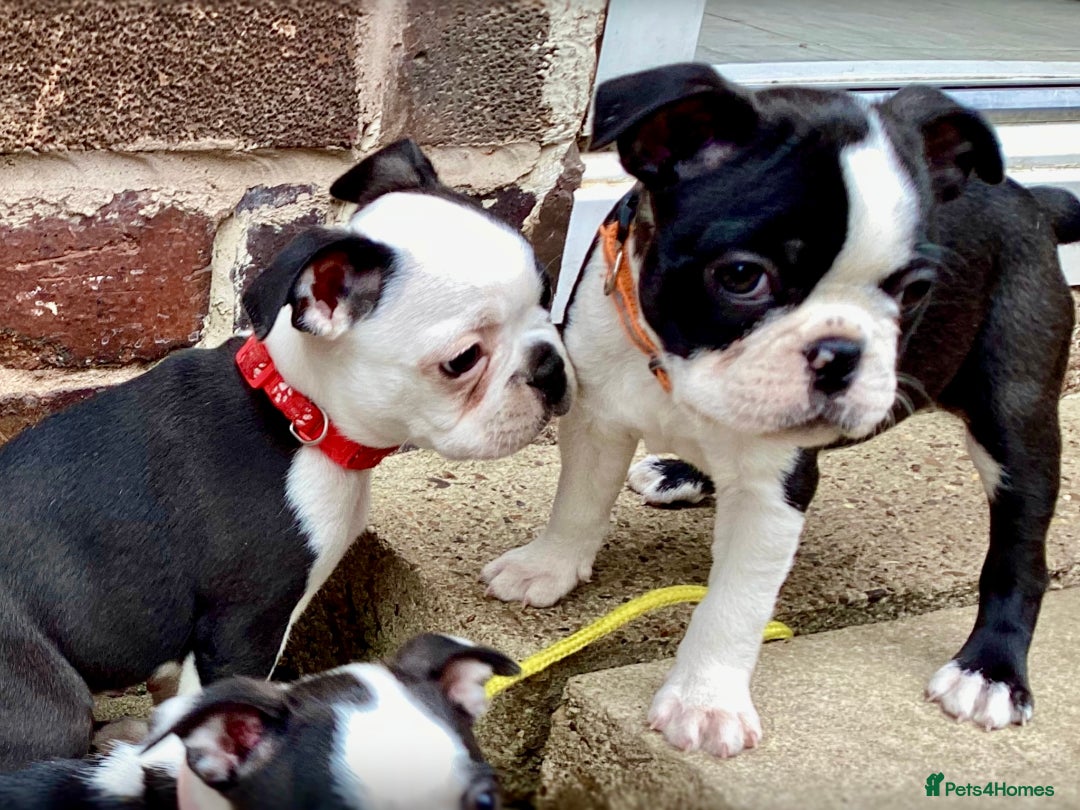 Boston Terrier dogs for sale: 9 BEAUTIFUL BOSTON TERRIER PUPPIES (2 GIRLS LEFT) - Image 17