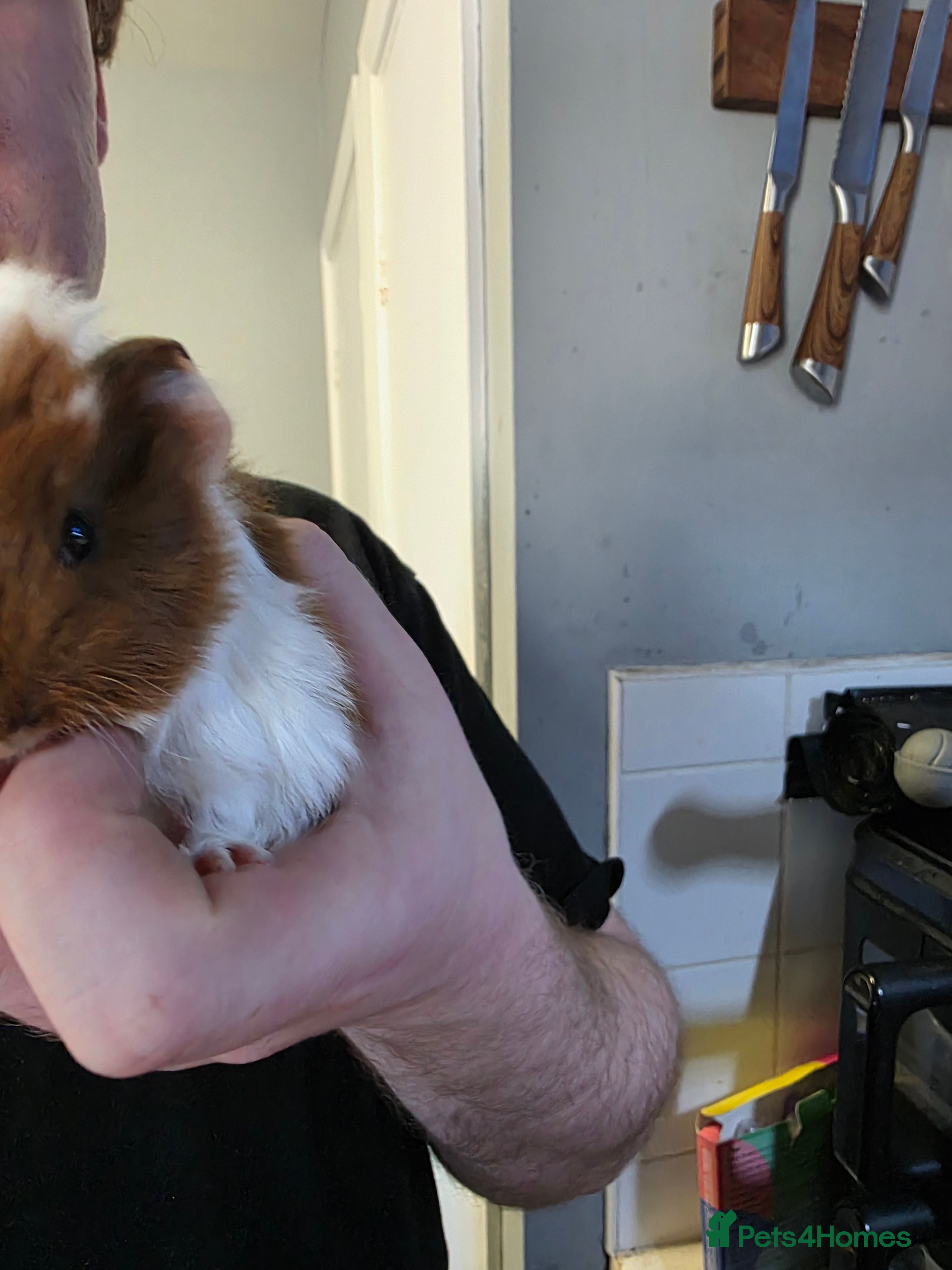 Guinea Pig rodents BABY Boars ready for there forevers homes  - Advert 2