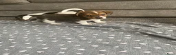 Jack Russell dogs for sale: True miniature Jack Russell pups - Advert 2