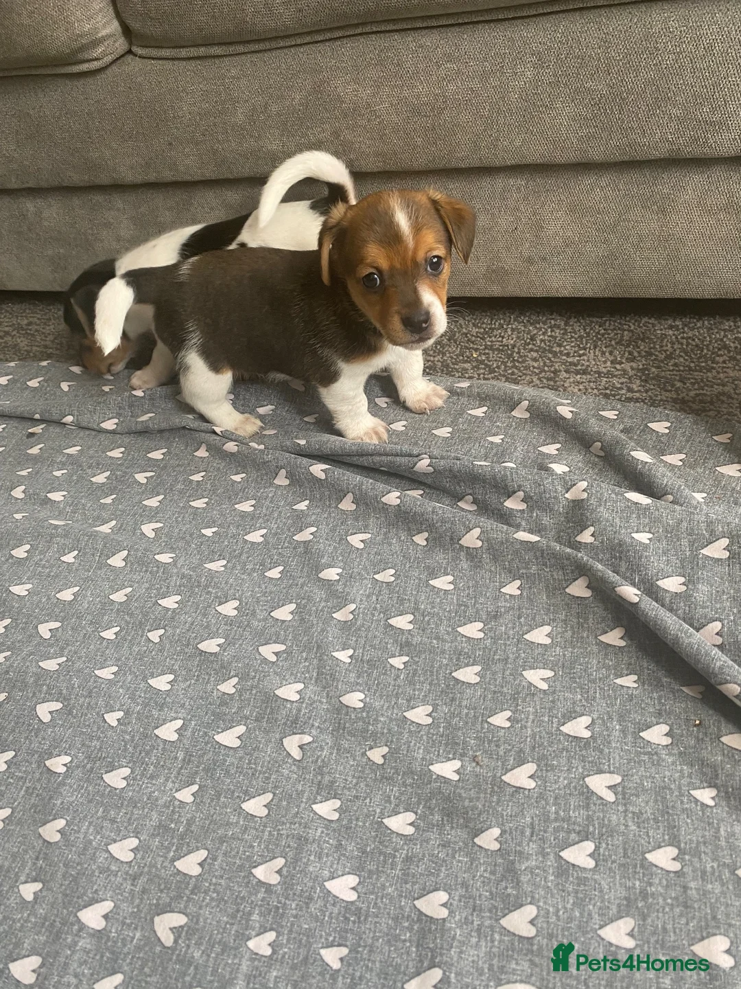 Jack Russell dogs for sale: True miniature Jack Russell pups - Advert 2