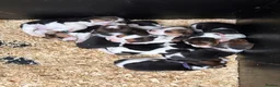 Beagle dogs for sale: ONLY 1 MALE LEFT - Gorgeous tricolour beagle pups - Advert 6