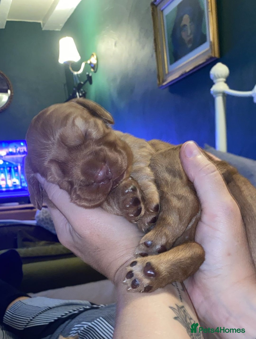 Cocker Spaniel dogs for sale: Stunning beautifully coloured Cocker Spaniel girl. - Image 7