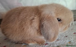 Mini Lop rabbits for sale: Mini lop kits - Image 3