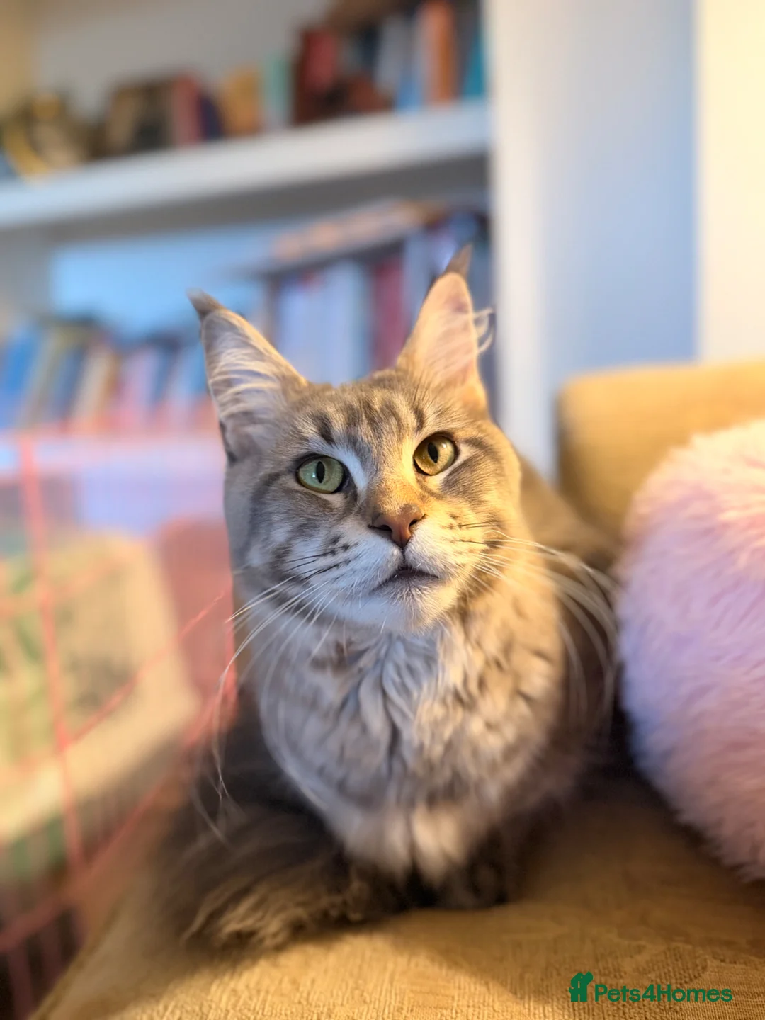 Maine Coon cats for sale: Female Maine coon *ACTIVE* - Advert 5