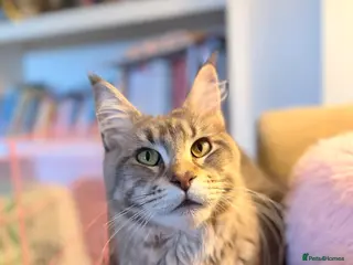 Maine Coon cats Female Maine coon - Advert 15