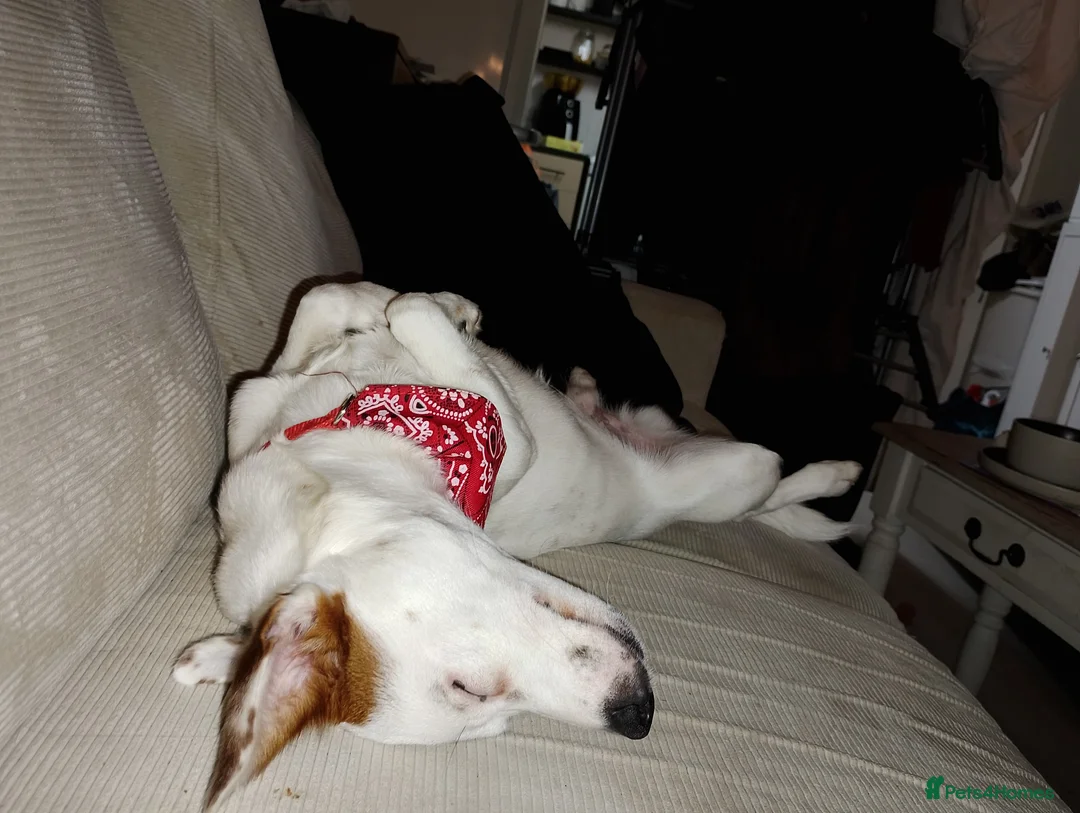 Jack Russell dogs for sale: Cosmo  - Advert 2