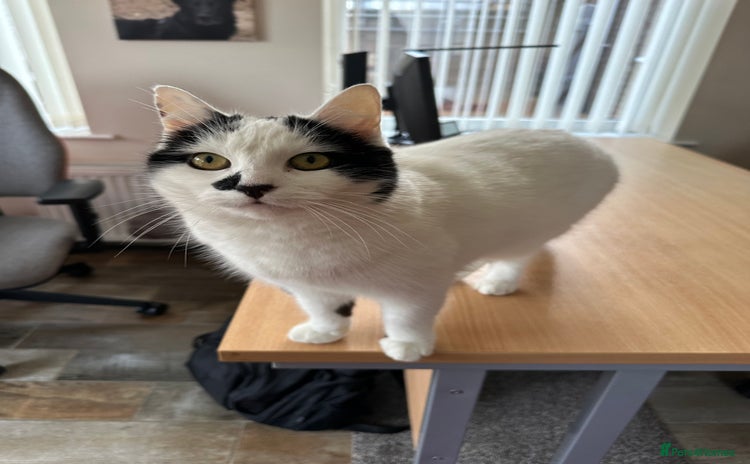 Domestic Shorthair cats - Advert 1