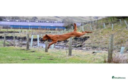 Labrador Retriever dogs for stud: KC REG FULLY HEALTH TESTED WORKING DARK RED STUD in Hawes - Image 24