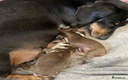 Miniature Dachshund dogs for stud: Miniature dachshund for stud!  in Nottingham - Image 9