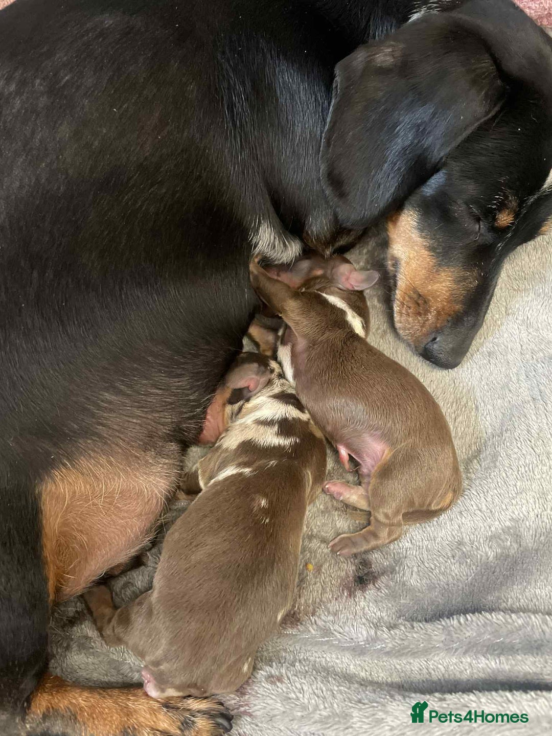 Miniature Dachshund dogs for stud: Miniature dachshund for stud!  in Nottingham - Image 9