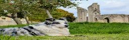 Border Collie dogs for stud: Beautiful Blue Merle looking to Stud him.   - Advert 11