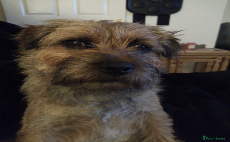 Border Terrier dogs - Advert 1