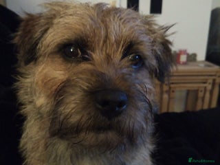 Border Terrier dogs - Advert 32