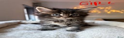 Maine Coon cats for sale: Beautiful Maine Coon Kittens – Ready mid January - Advert 3