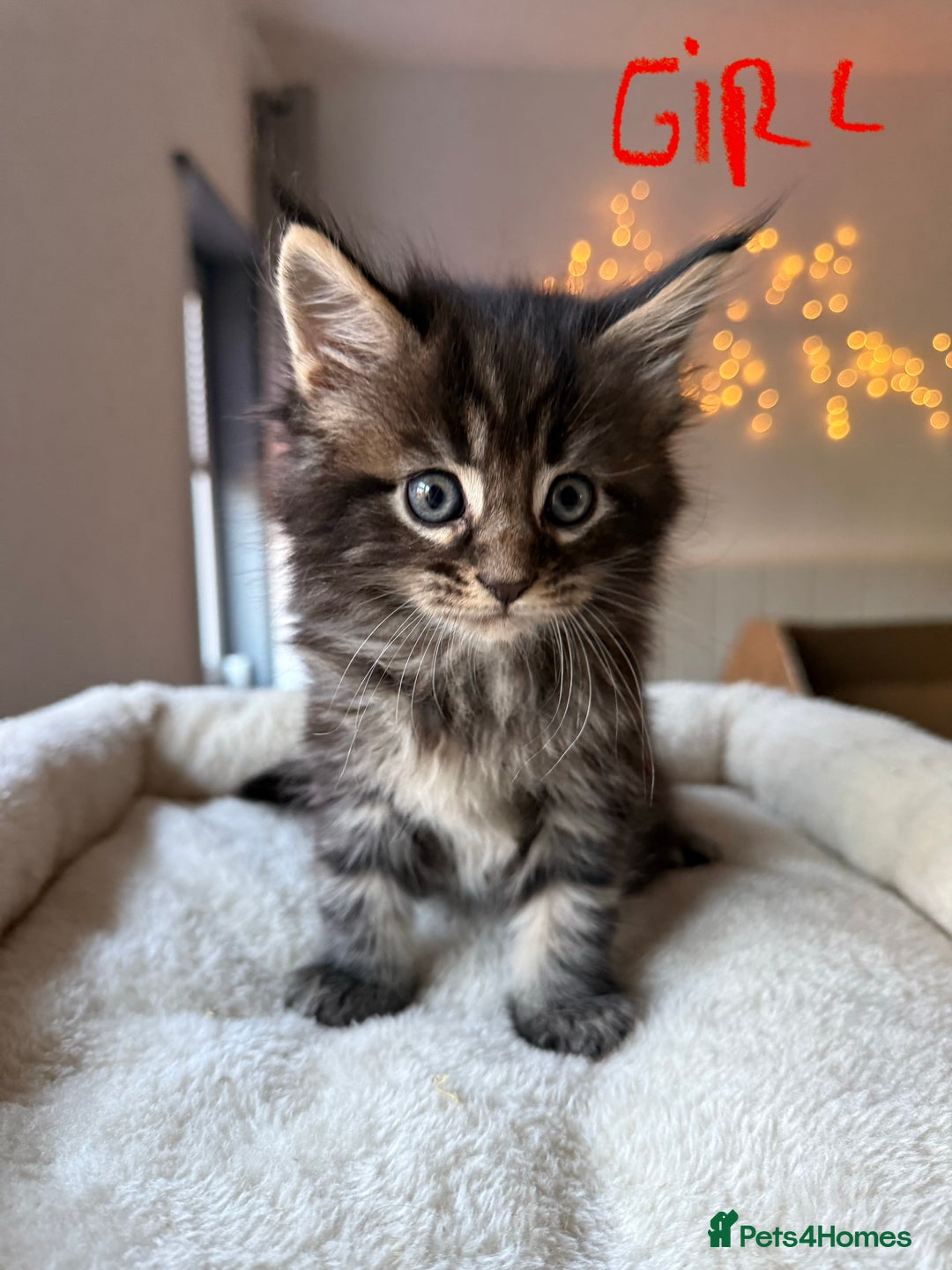 Maine Coon cats for sale: Beautiful Maine Coon Kittens – Ready mid January - Advert 3
