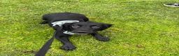 Cocker Spaniel dogs for sale: KC Registered Cocker Spaniel in Prestatyn - Advert 4