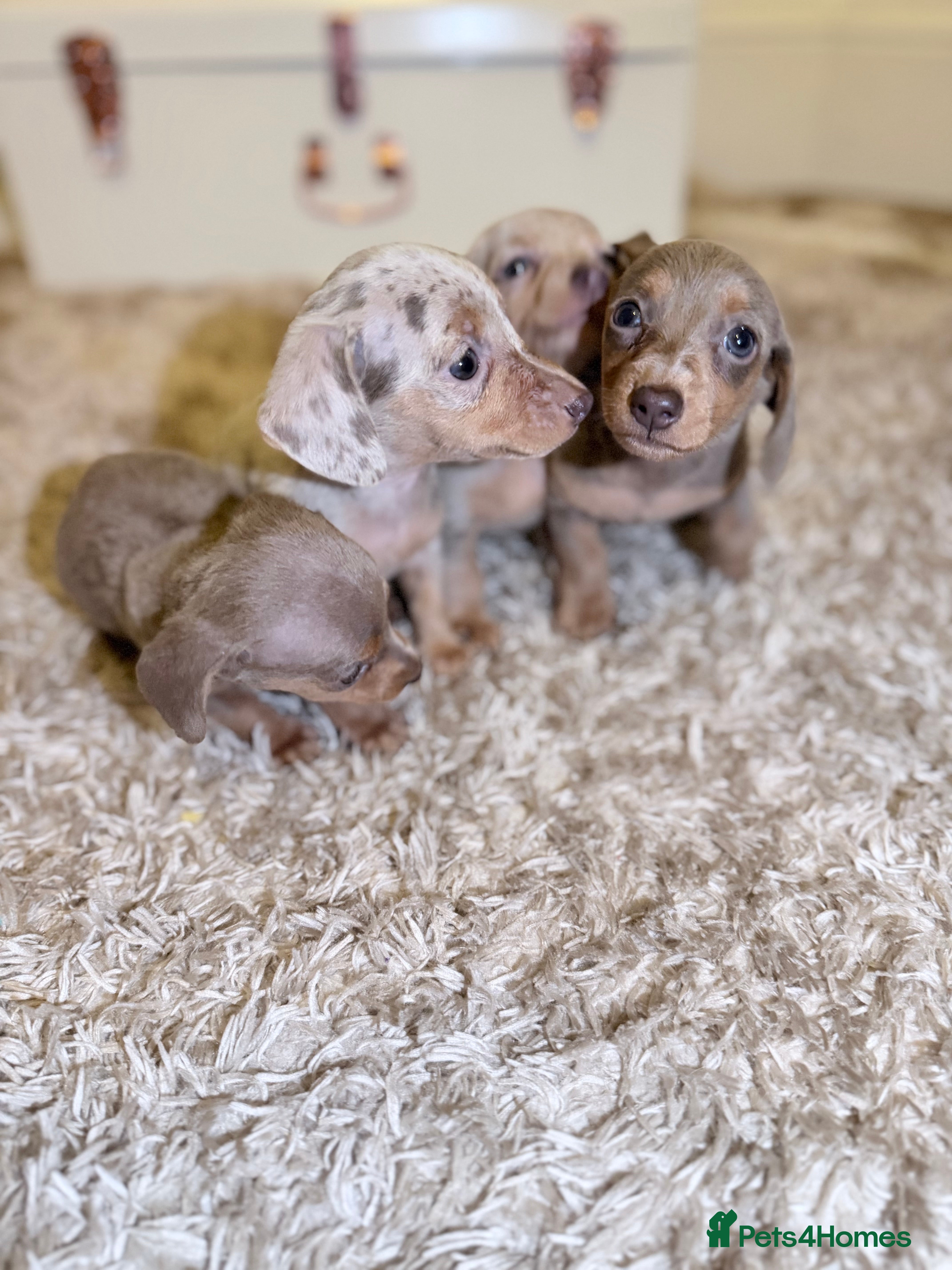 Miniature Dachshund dogs Miniature Dachshund  - Advert 1