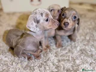 Miniature Dachshund dogs Miniature Dachshund - Advert 1
