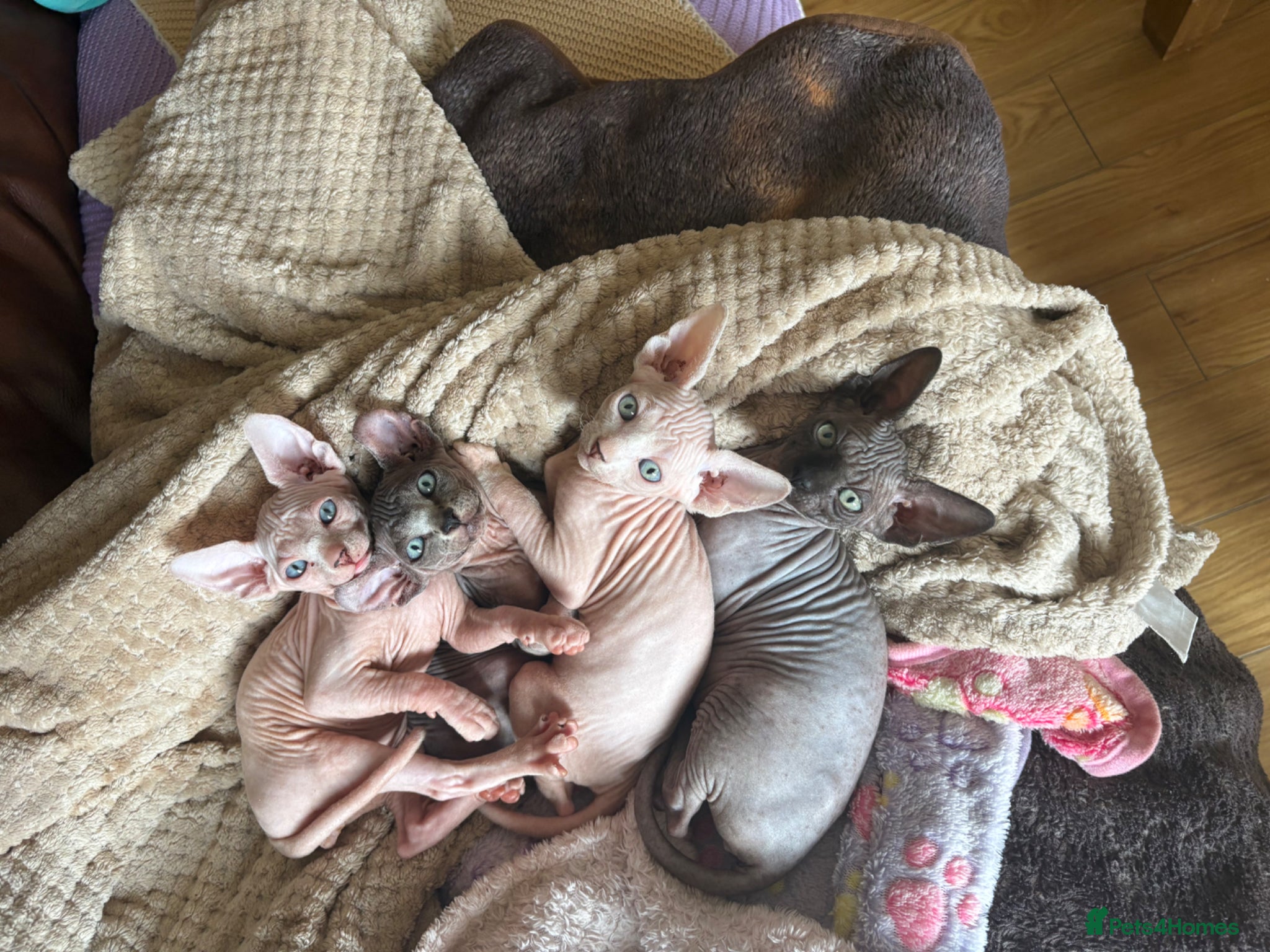 Sphynx cats Unique Sphynx & Elf Sphynx Kittens for Sale😊 - Advert 1