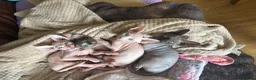 Sphynx cats for sale: Last pink green eyed sphynx kittens 😊 - Advert 1
