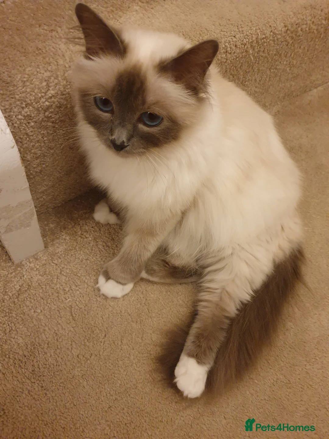 Birman cats for sale: Blue point speyed female looking for her new home - Advert 1