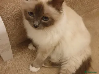 Birman cats Blue point speyed female looking for her new home - Advert 1