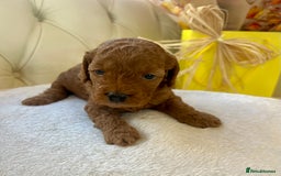 Cockapoo dogs for sale: 4⭐️Licensed F1b Cockapoos Exceptionally Bred - Image 24
