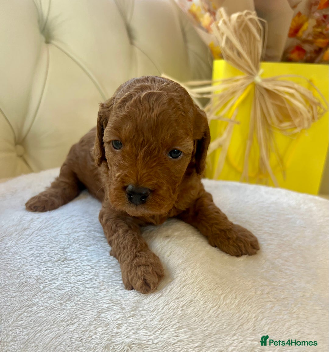 Cockapoo dogs for sale: 4⭐️Licensed F1b Cockapoos Exceptionally Bred - Image 24