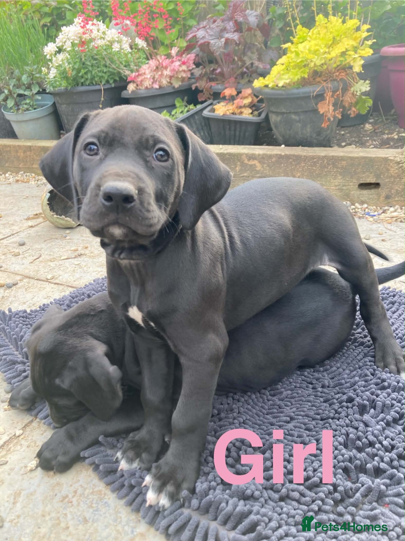 Mixed Breed dogs Gorgeous Rhodesian Ridgeback cross puppies  - Advert 3