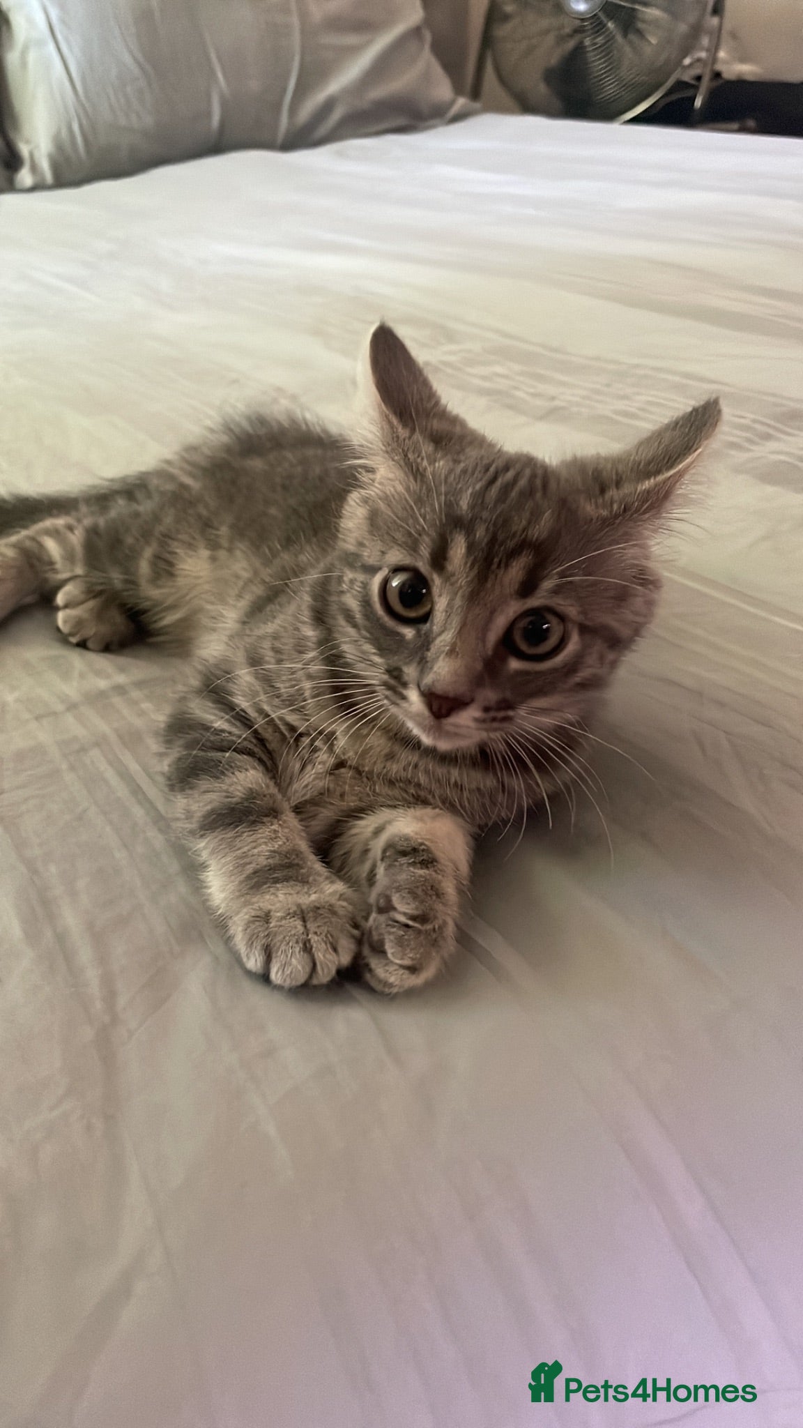 Mixed Breed cats 🐾 LAST KITTEN AVAILABLE – GREY TABBY GIRL 🐾 - Advert 2