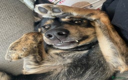 Mixed Breed dogs for sale: Hunter - Image 4