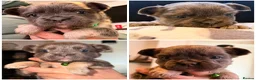 French Bulldog dogs for sale: Best in west mids.5 star full fluffy litter - Advert 8