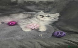 British Longhair cats for sale: British Longhair CH Pedigree Silvers  in Bournemouth - Image 2