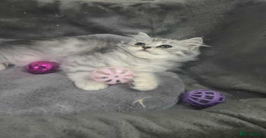 British Longhair cats in Bournemouth - Advert 6