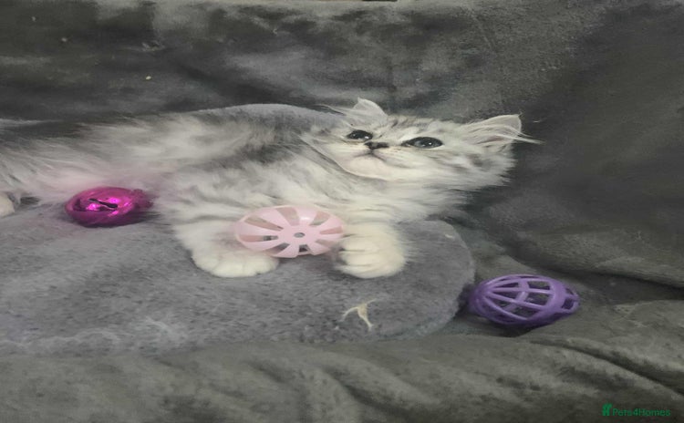 British Longhair cats in Bournemouth - Advert 1