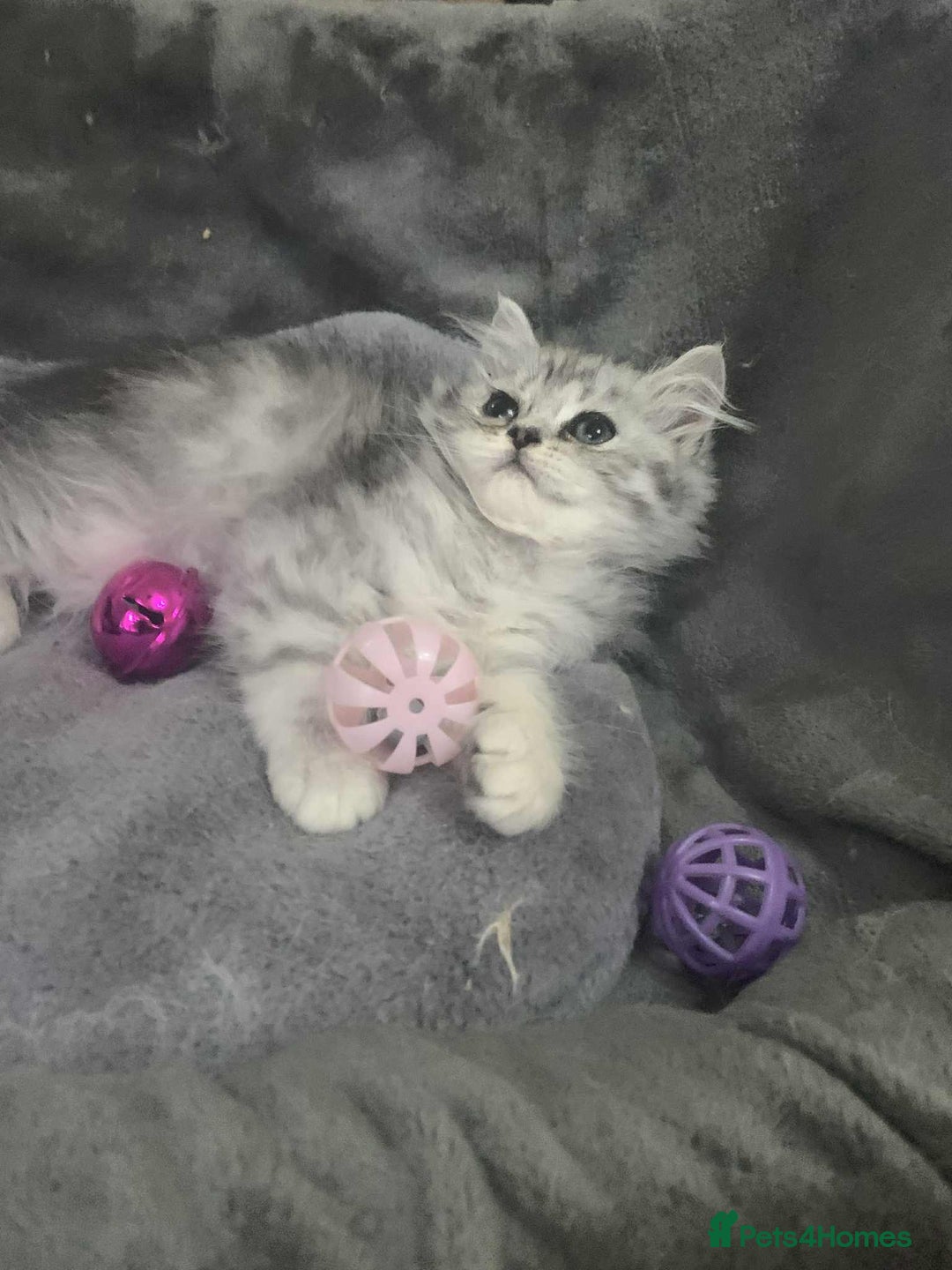 British Longhair cats for sale: British Longhair CH Pedigree Silvers  in Bournemouth - Image 2