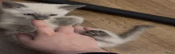 Ragdoll cats for sale: 🩵 Beautiful Pure Blue Point Ragdolls 🩵(two left) - Advert 3