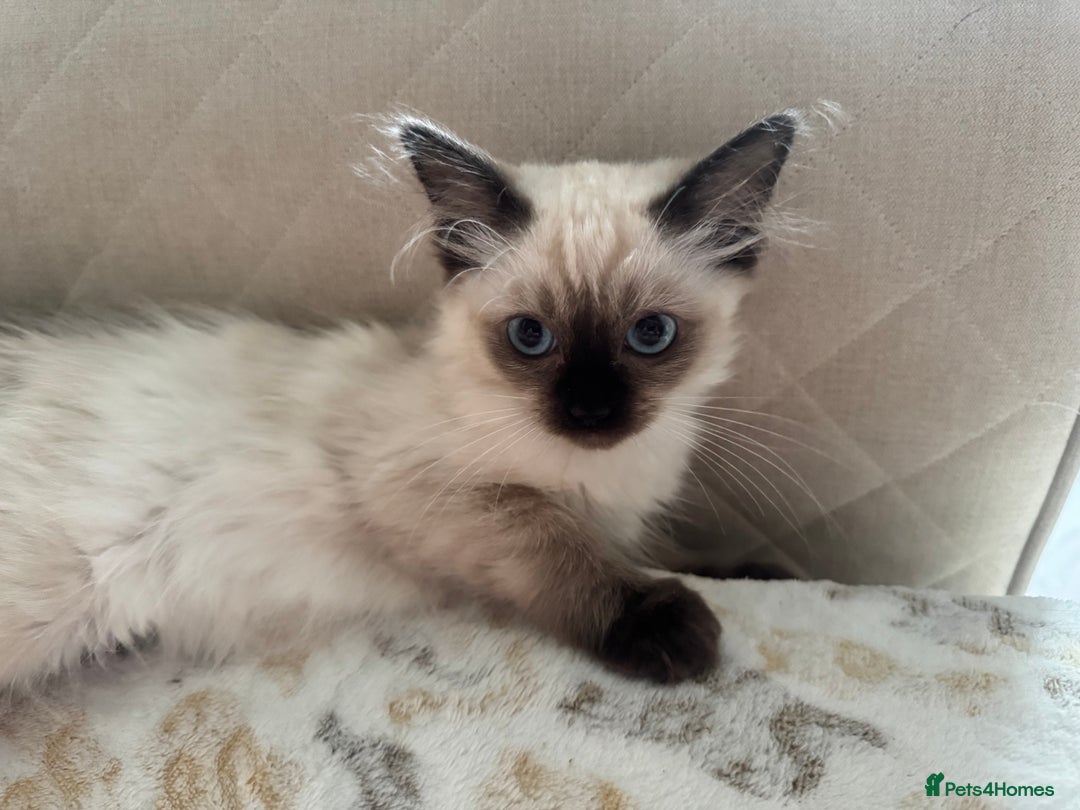 Ragdoll cats for sale: Beautiful Pedigree Ragdolls THREE LEFT  - Image 10