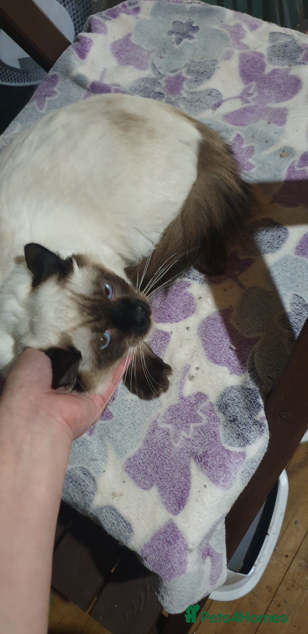 Ragdoll cats for sale: GCCF Active or Pet Ragdoll Boy - Image 7