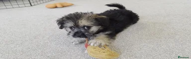 Mixed Breed 2 - Shorkie-Poo / Pom-Poo (Pomeranian/Shih Tzu x Yorkiepoo)