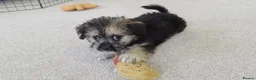 Mixed Breed dogs for sale: Beautiful Shorkie-Poo / Pom-Poo Puppies - Advert 7